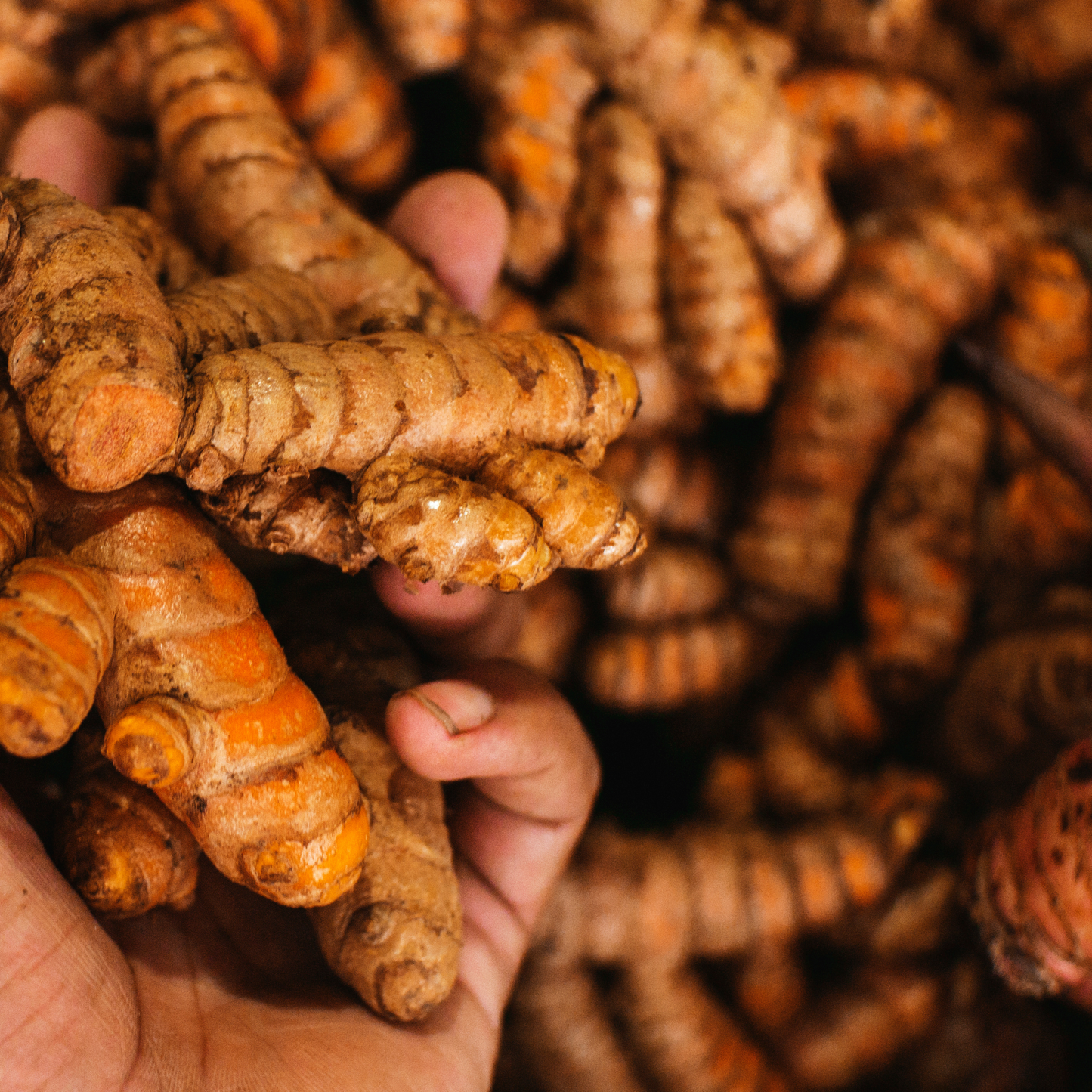 Fresh Turmeric